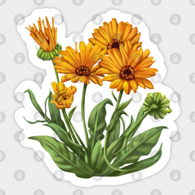 calendula Sticker by maryamazhar7654